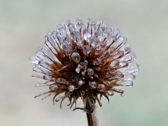 Ice-Echinacea